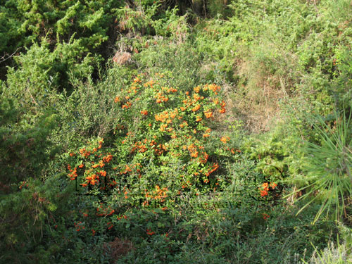 Giardino Botanico Porto Caleri